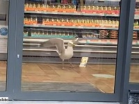 狡猾なんだぜ。人間に幇助させスーパーからサンドイッチを盗み出すカモメの手口