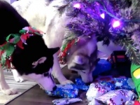 犬たちの「早く開けたい！待ち切れない！」クリスマスプレゼントに大喜びなわんこたち総集編