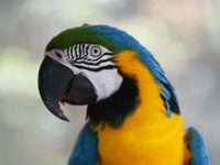 ペットのインコが傷害事件を起こし、飼い主逮捕。多額の賠償金と懲役刑