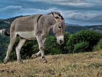 野生のロバが砂漠に穴を掘り、野生生物たちに水を与えていたことが判明（オーストラリア）