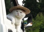 軽トラで休んでる猫、完ペキにおっさんw