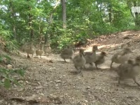 究極のインプリンティング（刷り込み）効果か？どこにいってもパタパタついてくる。21羽の鳥を我が子として育てる男性