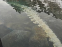 北極海で見つかった巨大なクジラの脊椎の写真が話題に