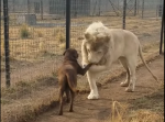 【貴重映像】メス犬の手を取りキスをする、紳士なホワイトライオンがいた！
