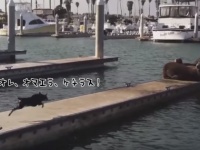 むしゃくしゃしてやった。相手は誰でもよかった。犬、まったりと日光浴をしていたアシカを蹴散らす