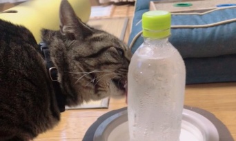 飼い主さん、にゃいすアイデア！　猫の熱中症を防ぐライフハックに反響「素晴らしい」「こんな方法があるとは」