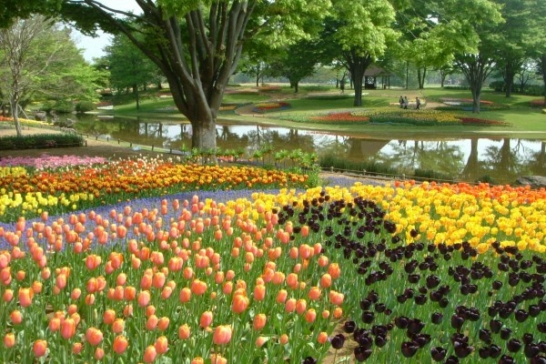 国営昭和記念公園