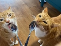 これからよろしくね、兄弟！庭猫ボンド氏、無事に家猫たちの仲間入りを果たす