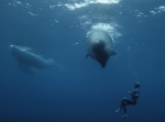 ダイバーが映し出した幻想的で美しい海の中の世界。与那国島の神秘の遺跡も！？