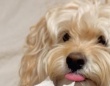 愛犬のイタズラが〝世界に一つだけの栞〟に　飼い主の機転を1.6万人賞賛「かわいい」「ほっ欲しいっ！」