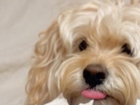 愛犬のイタズラが〝世界に一つだけの栞〟に　飼い主の機転を1.6万人賞賛「かわいい」「ほっ欲しいっ！」
