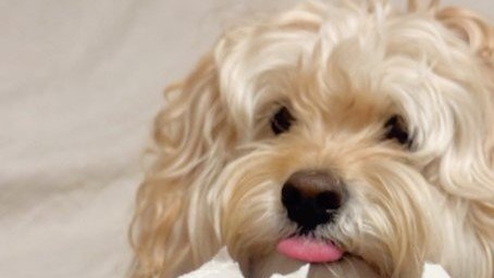 愛犬のイタズラが〝世界に一つだけの栞〟に　飼い主の機転を1.6万人賞賛「かわいい」「ほっ欲しいっ！」