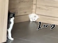 T-1000 かな？液状化した猫、キッチンカウンターから染み出して姿を現を表す