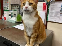 海外へ引っ越しする飼い主から猫を引き取った駅員。職場を共にし猫職員に昇格