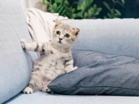 ずっとかわいい動物だけを見ていたい。癒されたい人の為の動物動画傑作選