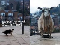 そこのでかいやつ、群れに戻れ！巨大な羊の像をみたボーダーコリー犬の本能が炸裂