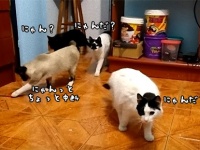 だるまさんは転んでない？何かにつられてロボティックな動きで近づいてくる4匹の猫