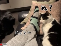 「ワン！」と言っても無視されるので「ニャォ～！」と鳴いてみた犬、猫すぐさま反応