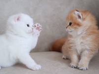 かわいすぎて致死率高め。1分半で萌え苦しむ子猫の動画