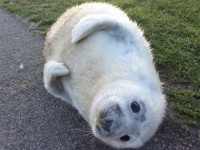 アザラシの赤ちゃんのかわいくって切ない、一人ぼっちのヨチヨチ歩き