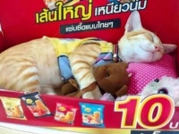 こんな看板猫がいたら、常連にならずにはいられない！ニューヨークの店先のボデガキャットたち（ネズミ閲覧注意）