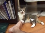 ご主人様の足のニオイをかいだ猫⇒　リアクションが神がかりすぎ！