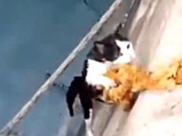 よし、今引き上げるからしっかりつかまってろよ！海に落ちた猫の救出劇