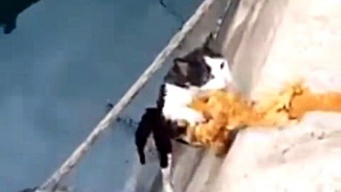 よし、今引き上げるからしっかりつかまってろよ！海に落ちた猫の救出劇