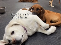 ぬくもりを感じたいの。犬にも人間にも誰かまわず頭を乗せにくる「抱擁の王様犬」