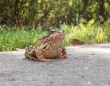 アメリカのカエルは道路の塩分で急速に進化が進んだことを発見