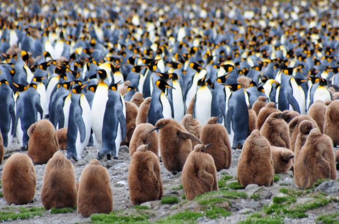 ペンギンから笑気ガス