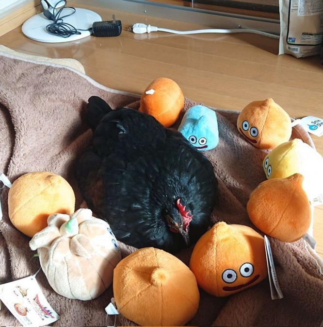 囲まれている（画像はえ～いお茶(＠niwatori3wa)さん提供）