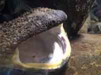 「ふ、ふあ～あ」世にも珍しい？オオサンショウウオが大口開けて大あくび