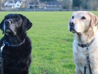 「会いたかった！お互い今まで頑張ったよね！」盲導犬として働いていた犬の兄弟、10年ぶりの再会を果たす
