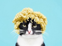 飼い猫が好きすぎて、画像加工や小道具でいじくりたおした飼い主の面白猫画像
