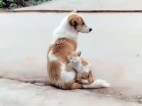 色と柄が激似の犬と猫の合体技が凄かった！積み重なって1つにまとまる