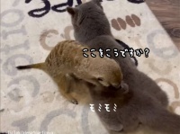 同じキャットいうてますし。猫を熱心にもみほぐすミーアキャット