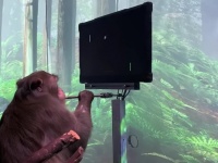 脳にチップを埋め込み思考だけでゲームをする猿の映像が公開される（ニューラリンク）