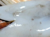 横浜のスーパーで買ったイカをさばいたら→中からまさかの存在登場　衝撃光景に5.3万人驚がく