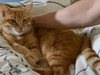 近所の猫「今日はここに泊まろうかニャ」1日1回やって来て、寛いで帰るパートタイムキャットに撮影者さんメロメロ