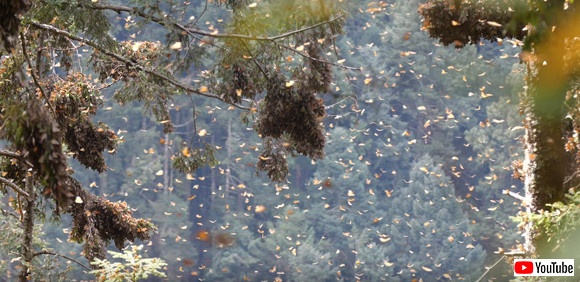 スクリーンショット-(1383)