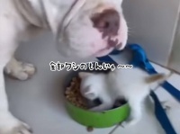 犬の餌を独り占めしようとする子猫