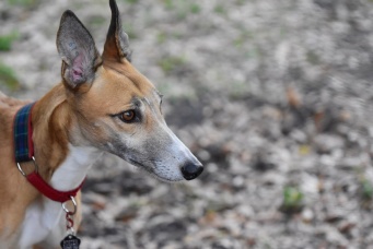 画像はイメージです