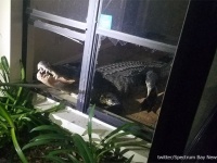 窓を割って民家の台所に押し入ったのは体長3.4メートル巨大ワニ！赤ワインを割り現場は恐ろしい光景に（アメリカ）
