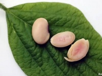 豚の遺伝子を組み込んだ大豆が開発される。豚肉の代替食品になるかもしれない