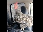 あ〜涼しい。　車内の扇風機で風に当たるニワトリがかわいい！