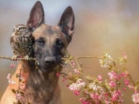 フクロウと愛犬と森の狐。秋の夜長、穏やかで幻想的な時間を楽しむ写真集