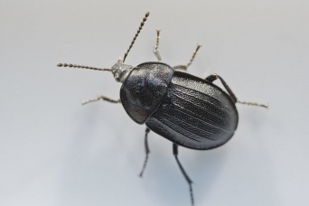 画像はイメージです