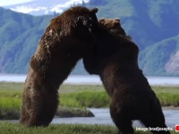 自然界の脅威の格闘。2頭のオスグマが繁殖期の支配権を巡って壮絶な戦いを繰り広げる瞬間