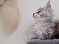 ベビーシッターリベンジ！メインクーンの叔父ちゃん、子猫を尻尾で遊ばせる